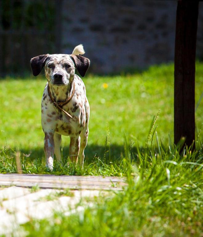Agriturismo Casteldelpiano Licciana Nardi Kültér fotó