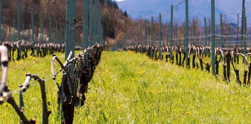Agriturismo Casteldelpiano Licciana Nardi Kültér fotó